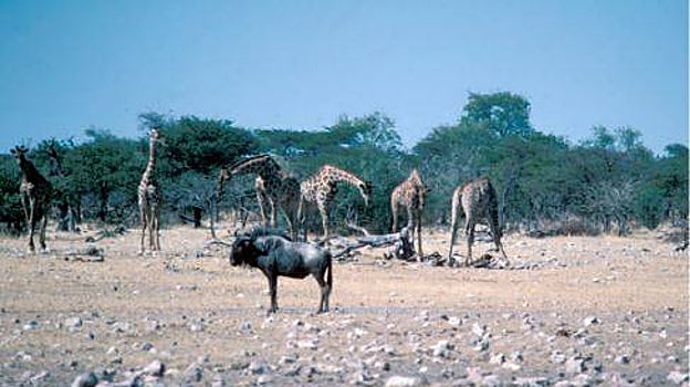 'Procesión' de jirafas frente a los huesos de otra compañera devorada una semana antes (restos del suelo)