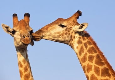 Cinco lecciones sexuales que aprendimos de los animales en el último año