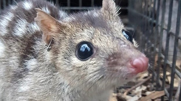 Un quoll del norte