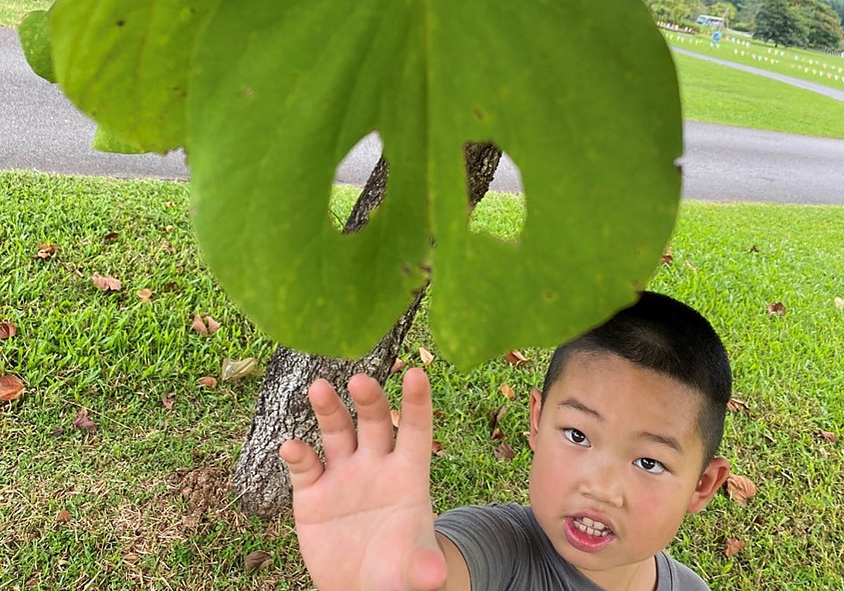 Muestra de un daño simétrico por alimentación de insectos en una hoja de Bauhinisa