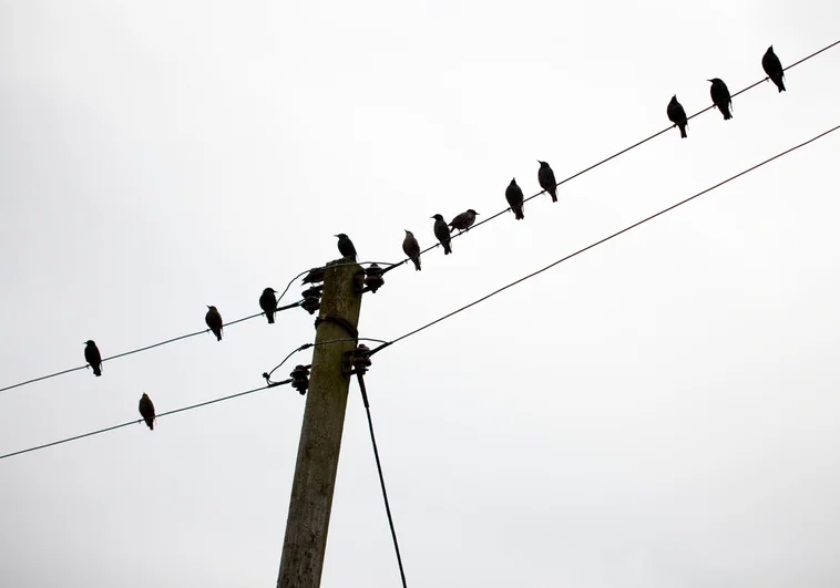 ¿Por qué los pájaros no se electrocutan con los cables de alta tensión?