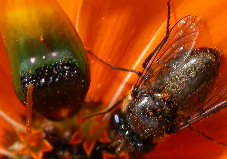 La margarita que ofrece sexo falso para obtener polen