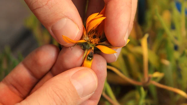 Researcher shows a flower with a fake female fly