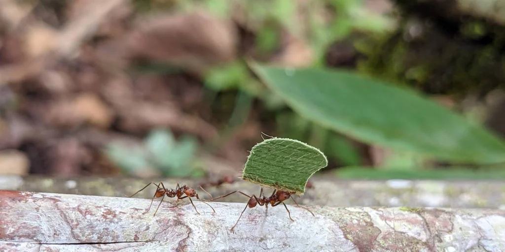 This is how ants conquered the world