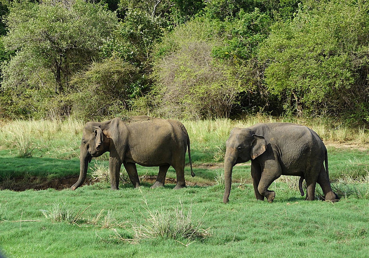 Los movimientos diarios y estacionales de grandes animales como el elefante de Sri Lanka tienen lugar dentro de un mosaico de hábitats naturales que se fragmentan cada vez más debido a los cambios antropogénicos en el uso de la tierra, como la deforestación y el cultivo agrícola