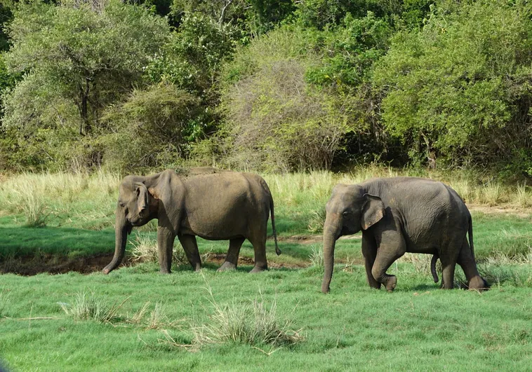 ¿Por qué los elefantes caminan tan despacio? La ciencia encuentra la respuesta