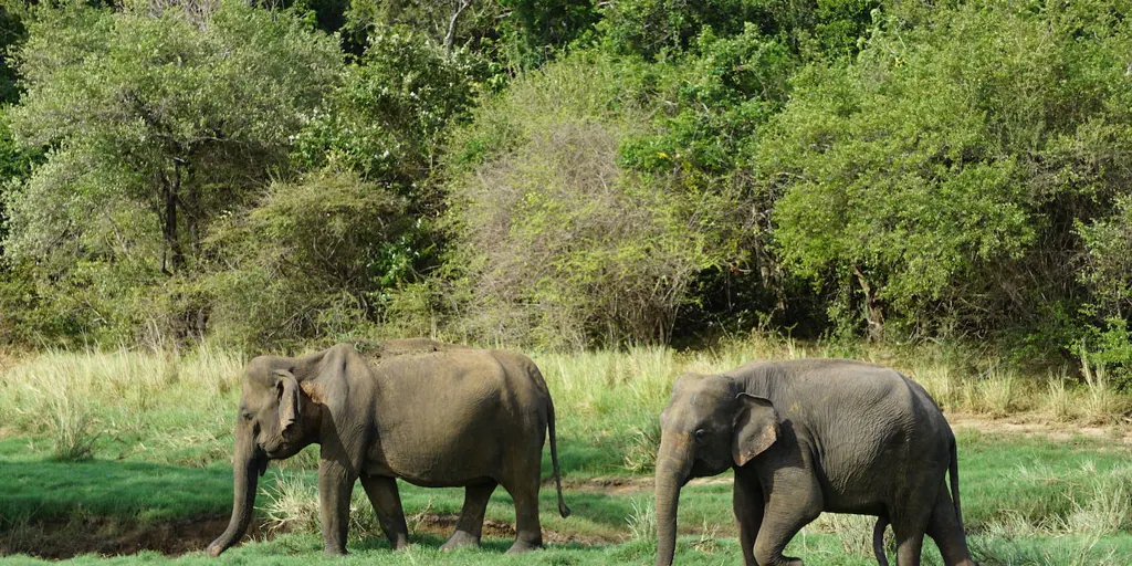 Why do elephants walk so slowly?  Science finds the answer
