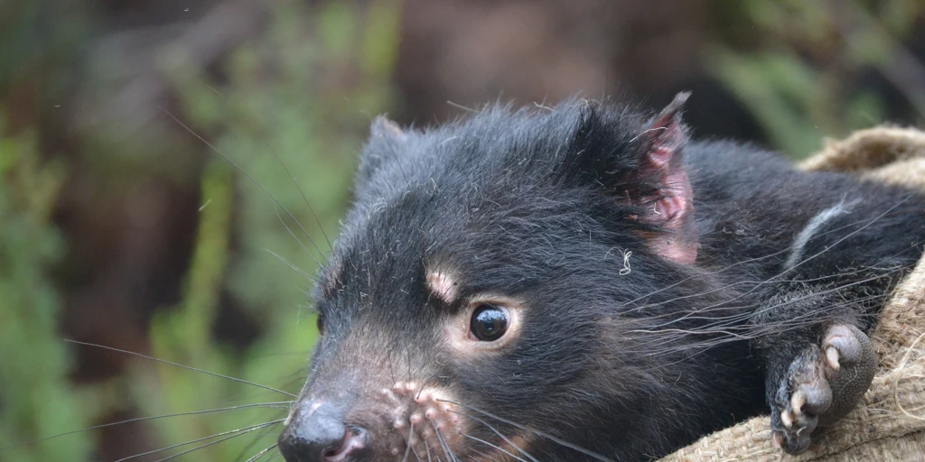 Tasmanian devil contagious cancer mutates rapidly and is unpredictable