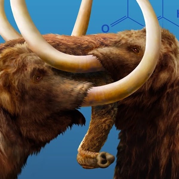 Los machos de mamut tenían el 'periodo' y estallaban de agresividad