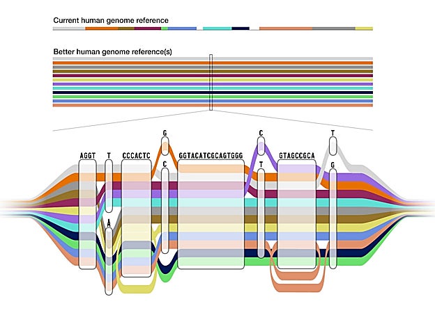 En la barra superior, cómo se mostraba el genoma humano hasta ahora; en la barra intermedia, cómo se muestra superpuesto con los 47 genomas; abajo, una parte de la barra central desplegada y ampliada, donde se pueden ver las diferentes variaciones genómicas
