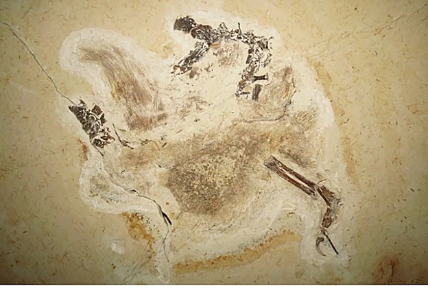 El fósil de Ubirajara jubatus