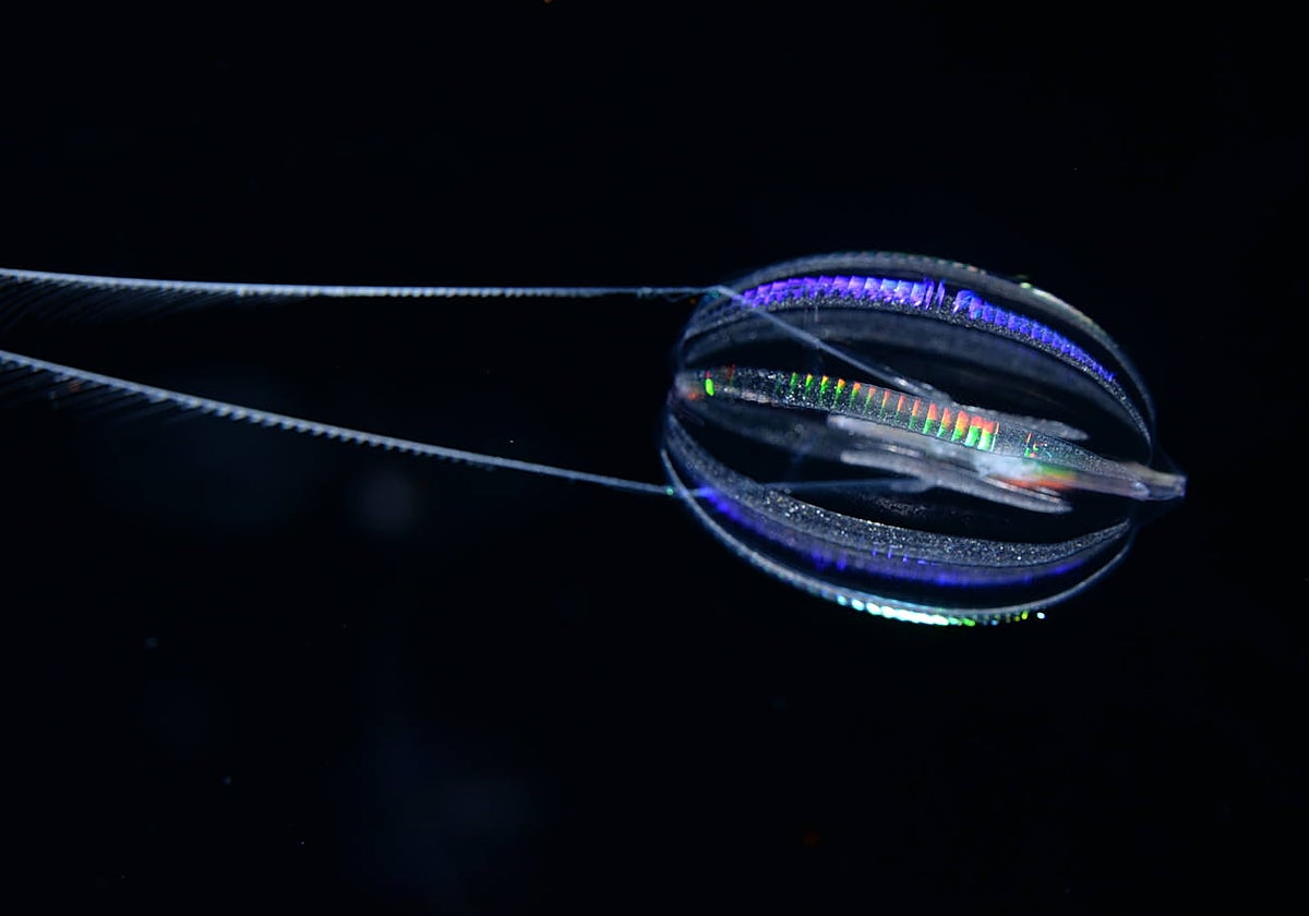 Esta pequeña medusa, un ctenóforo común en las costas de California, sirvió a los investigadores para determinar cómo fueron los primeros animales que poblaron nuestro planeta