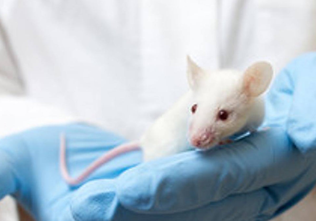 Un investigador sostiene un roedor en un laboratorio