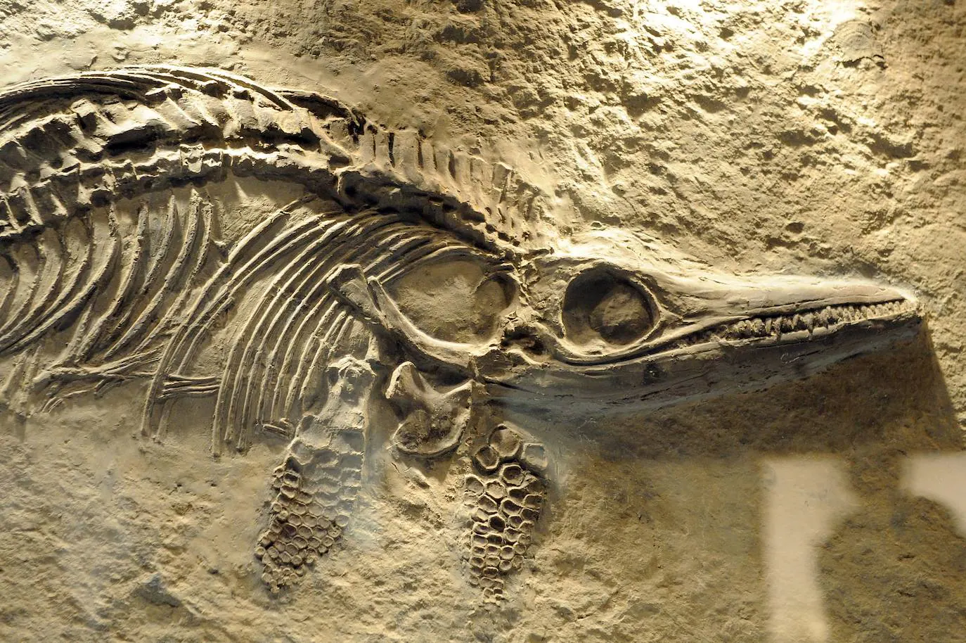 a new species of dinosaur with a headdress