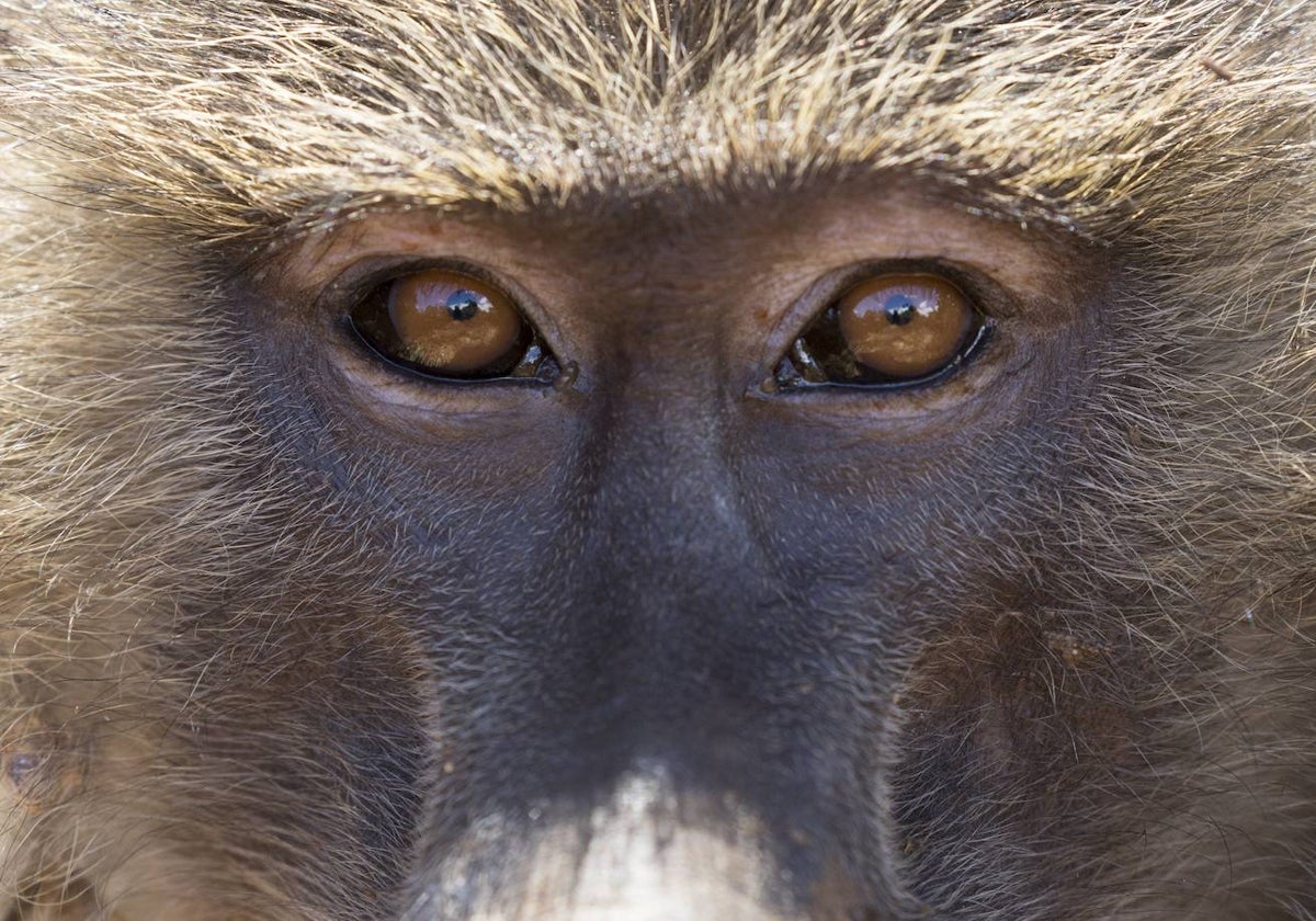 Un babuino oliváceo en el Parque Nacional del Lago Manyara, Tanzania