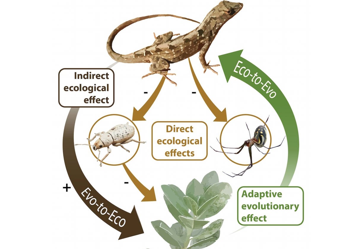 El gráfico ilustra una de las mejores pruebas hasta ahora de que la evolución puede funcionar 'a la inversa', de modo que los cambios en las especies impulsa el cambio ecológico