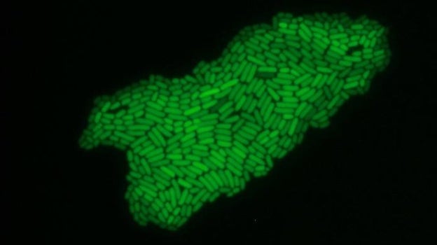 P. Putida al microscopio