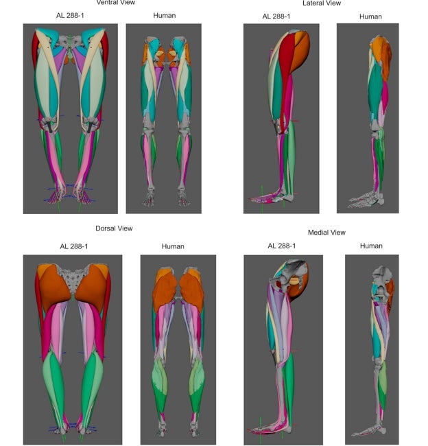 Vistas completas del modelado de músculos en 'Lucy', en el que se crearon 36 músculos por miembro inferior. Se muestran en comparación con los músculos 3D del ser humano que se segmentaron a partir de datos de resonancia magnética