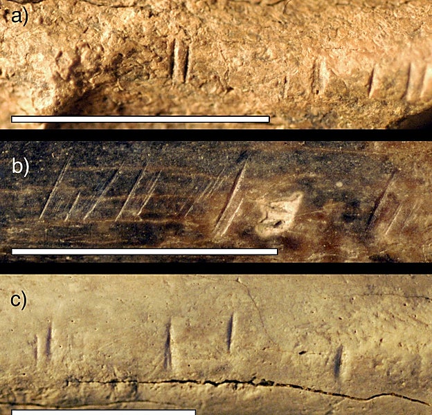 Fotografías en primer plano de tres especímenes de animales fósiles de la misma área y horizonte temporal que la tibia de homínido fósil estudiada por el equipo de investigación. Estos fósiles muestran marcas de corte similares a las encontradas en la tibia del homínido estudiada. Las fotos muestran (a) una mandíbula de antílope, (b) un radio de antílope (hueso de la parte inferior de la pata delantera) y (c) una escápula de mamífero grande (omóplato)