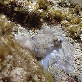La siesta en dos fases del pulpo abre la puerta a que tengan ensoñaciones