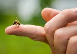 ¿Por qué las abejas mueren tras la picadura?