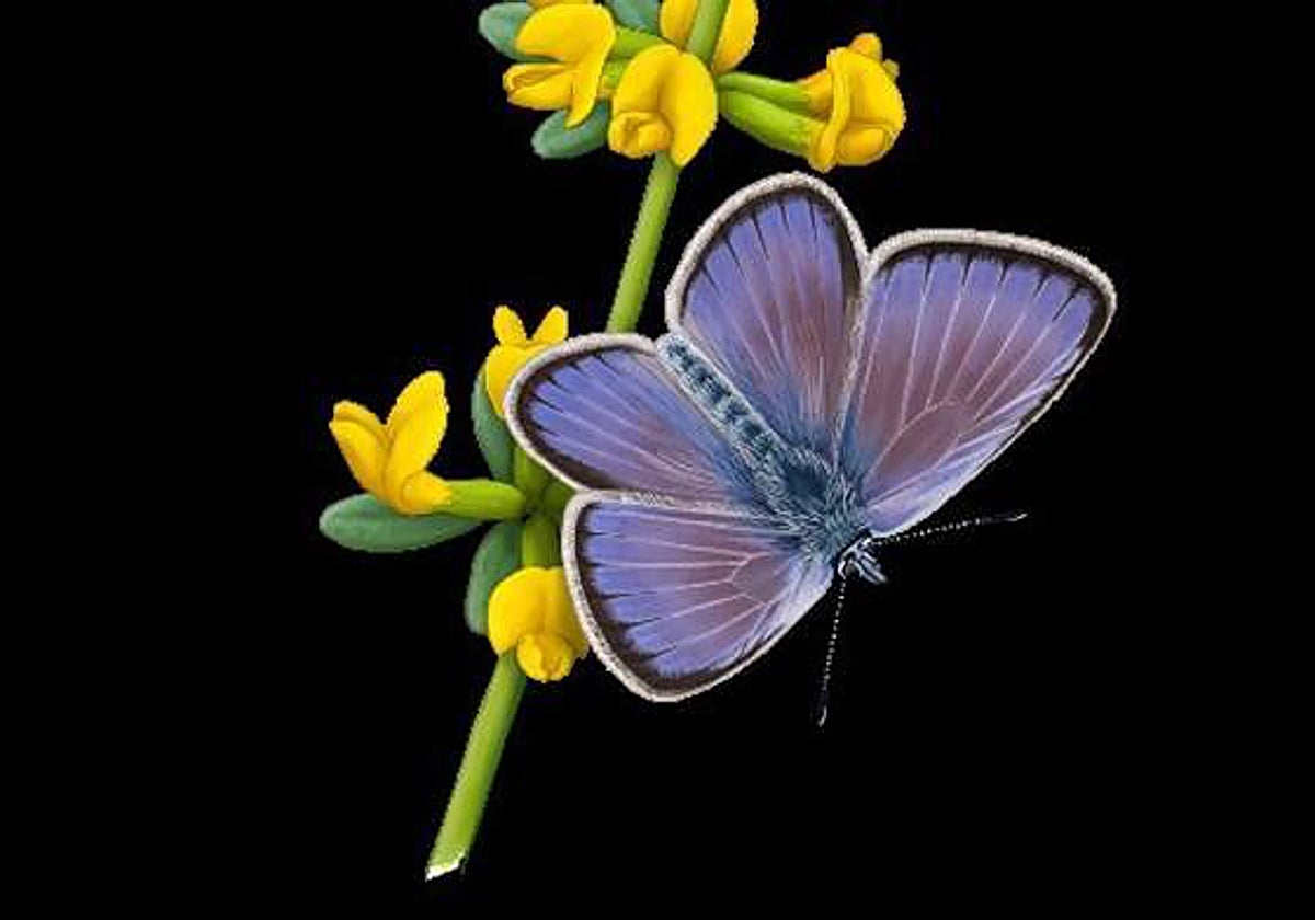 IIustración de la mariposa Xerces Blue posada en una rama de la planta de la que se alimentaba