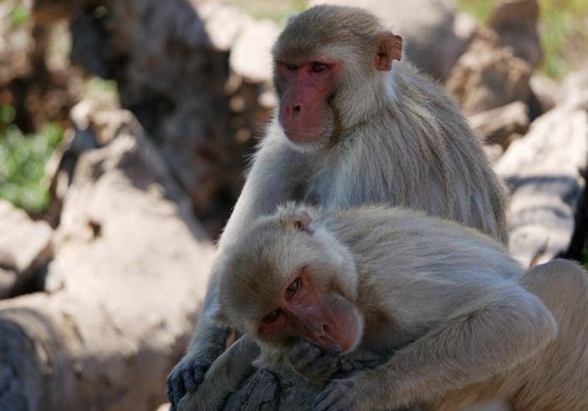 El comportamiento homosexual, hereditario y muy usual entre macacos