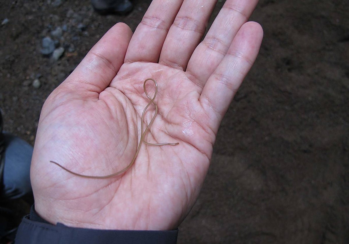 Un nematomorfo sobre la mano de uno de los investigadores