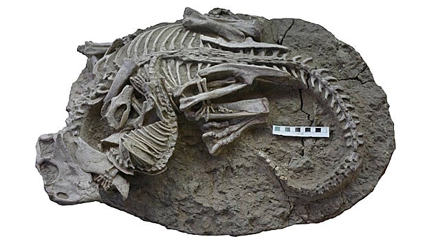 Esqueletos enredados de Psittacosaurus (dinosaurio) y Repenomamus (mamífero). La barra de escala equivale a 10 cm.