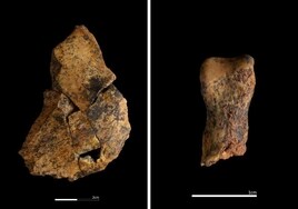 Hallan en Atapuerca los primeros restos de Homo antecessor, nuestro ancestro caníbal, en veinte años