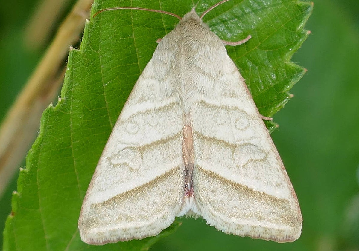 La oruga de la col, una de las polillas que más plagas provoca