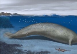 Así es la ballena que han descubierto que puede ser el animal más grande de la historia