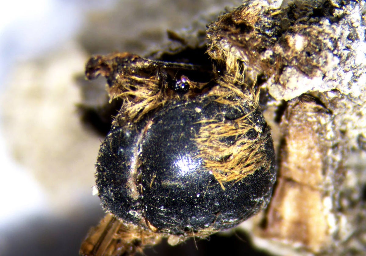 Los ojos y la cabeza de una abeja, extraídos del sedimento