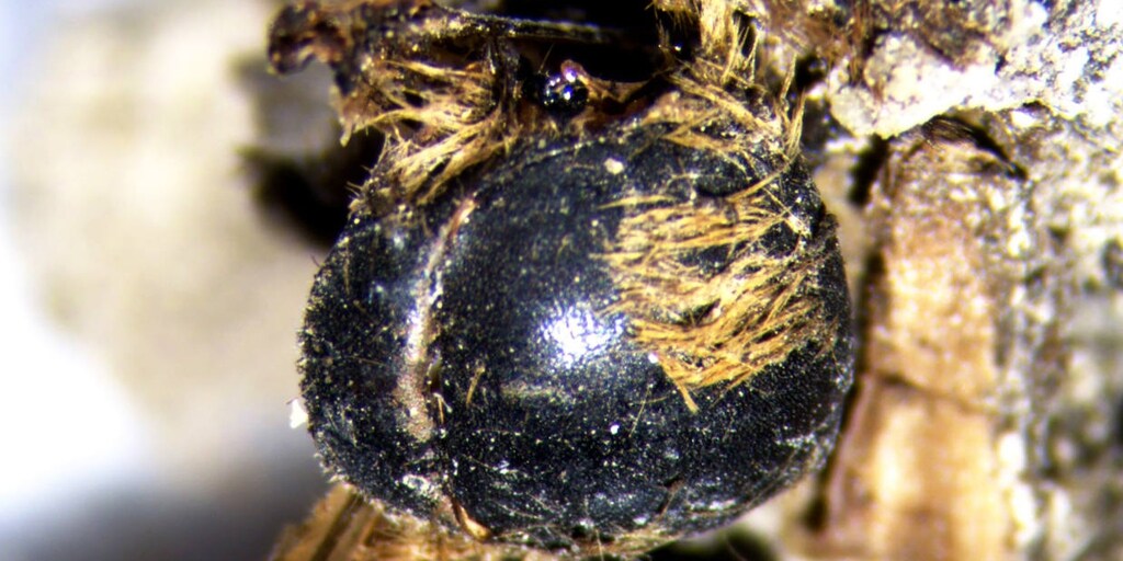 Hundreds of mummified bees found in Portugal 3,000 years ago