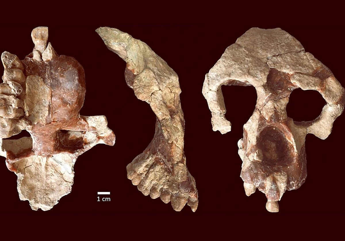 Los huesos encontrados y atribuidos a la especie Anadoluvius turkae