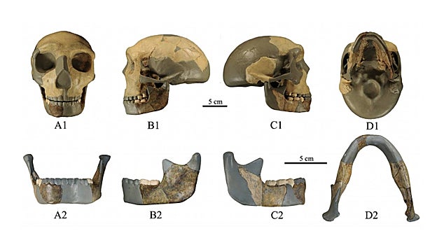 El cráneo y la mandíbula de HLD 6