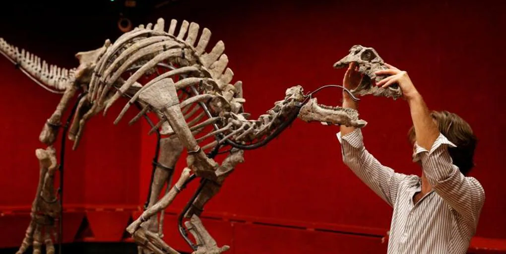 Barry, the skeleton of a Jurassic dinosaur with 150 million years of history, is auctioned