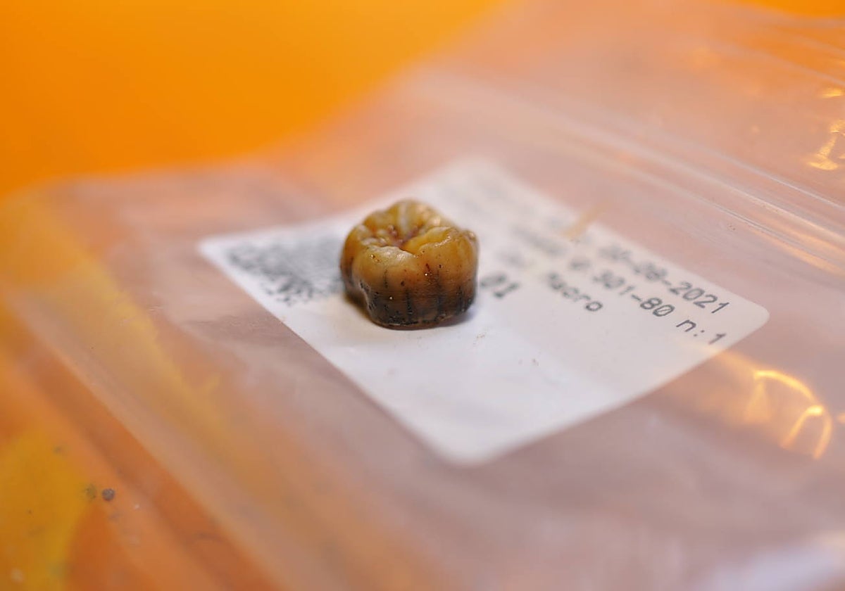 Detalle de un diente neandertal recuperado de Cova Simanya