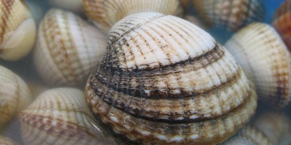 Secuencian un extraño cáncer que se propaga por el mar entre los berberechos