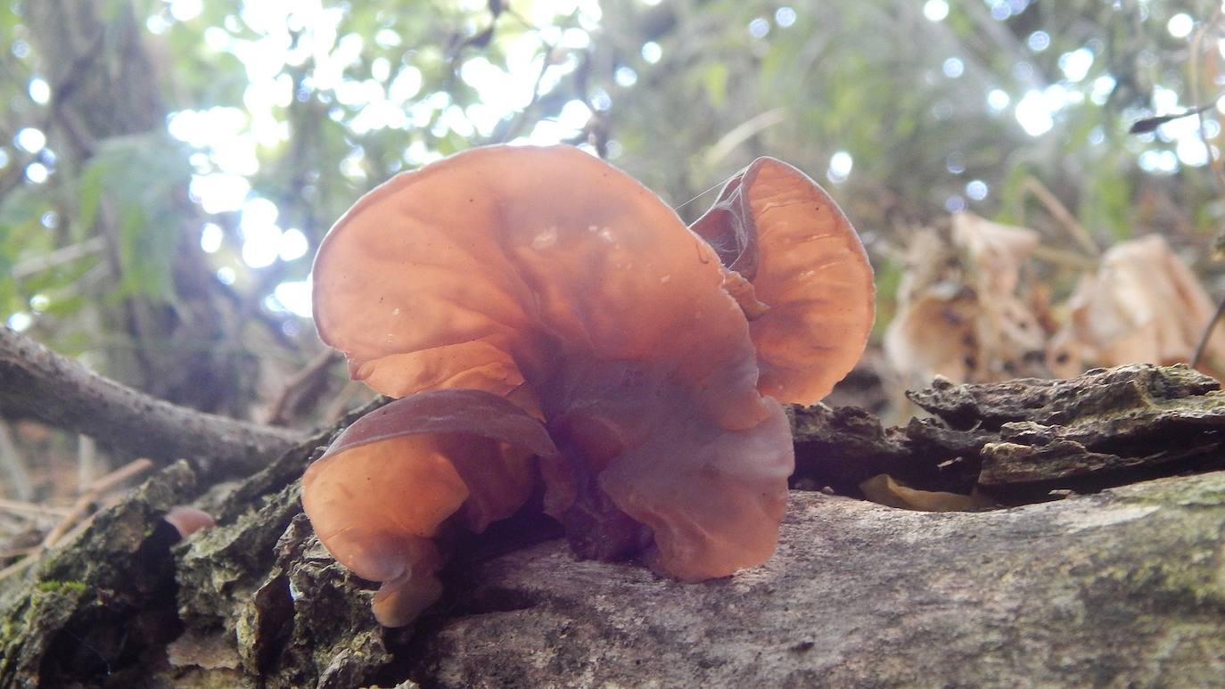 El hongo Auricularia auricula-judae, conocido como oreja de Judas, se presenta cada vez más como oreja de gelatina u oreja de madera