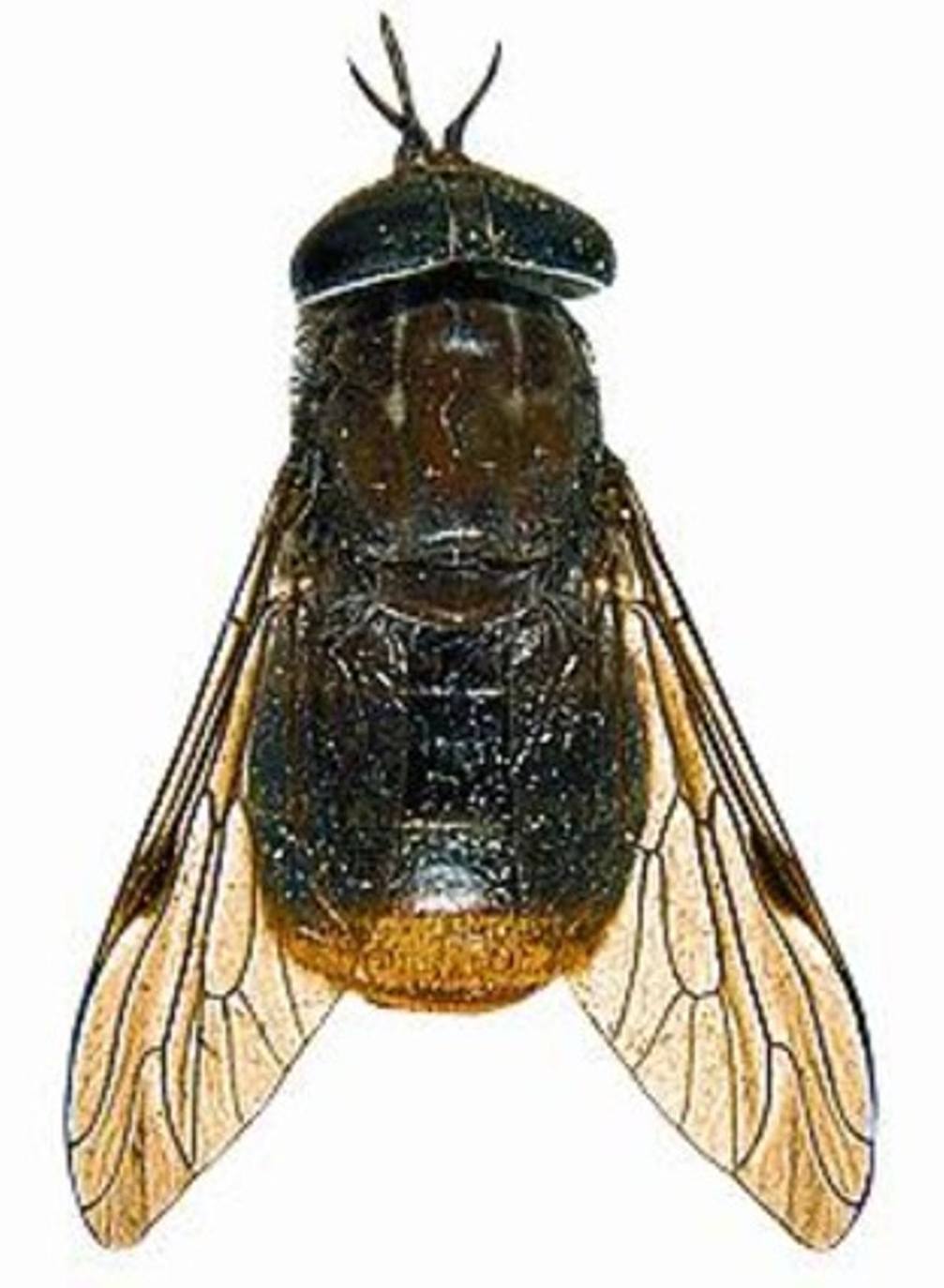 Scaptia (Plinthina) beyonceae o la mosca Beyoncé 