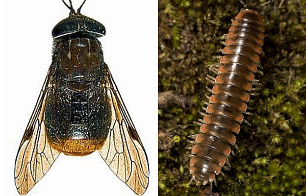 La mosca Beyoncé y el milpiés Taylor Swift