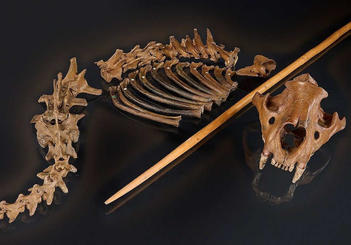 Los restos del león cavernario de Siegsdorf se exponen junto a una reproducción de una lanza de madera similar a las utilizadas por los neandertales