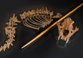 Neandertales contra leones: así abatieron una fiera de 300 kilos con lanzas de madera