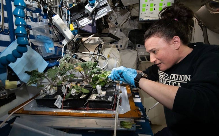 Imagen principal - Arriba, la astronauta de la NASA Serena Aunon-Chancellor cosecha col rizada y lechuga; abajo a la izquierda, Steve Swanson, también de la agencia espacial estadounidense, cuida de las lechugas; a la derecha, primer plano de unos hongos creciendo en la ISS