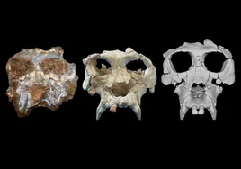 Un 'lifting facial' electrónico para nuestro primer antepasado, un simio de hace 12 millones de años