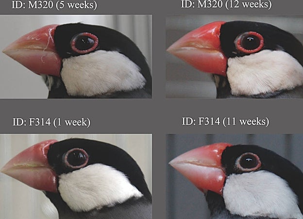 Los anillos oculares de los gorriones de Java se hinchan después de formar un vínculo con su pareja. Los machos (fila superior) muestran inflamaciones más grandes que las hembras