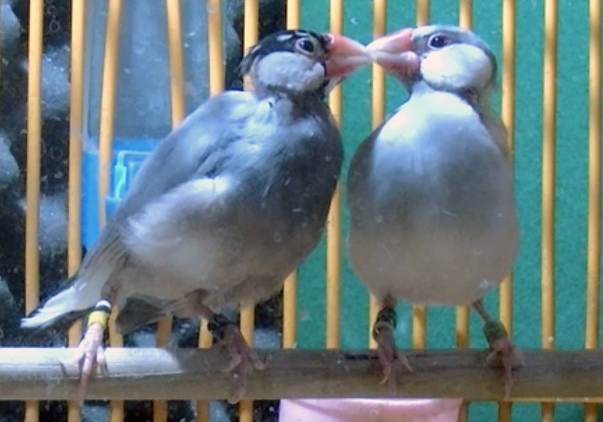 El pájaro al que se le agrandan los ojos cuando se enamora