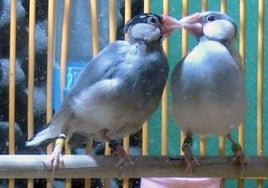 El pájaro al que se le agrandan los ojos cuando se enamora