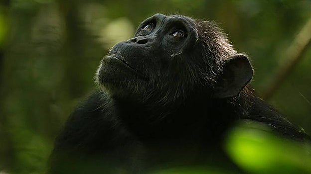 Leonora, una hembra con la menopausia en Kibale, Uganda